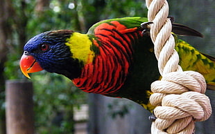 shallow focus photography of red black green yellow and blue bird on brown rope during daytime