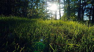 photo of green grass field at daytime HD wallpaper