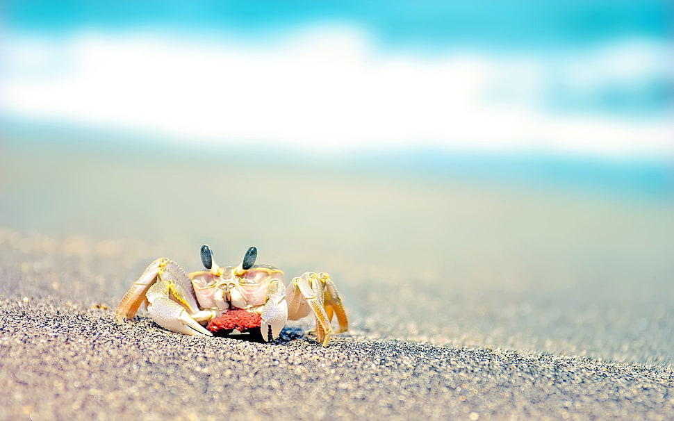 yellow crab on sand during daytime HD wallpaper