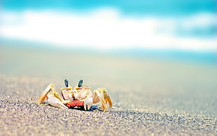 yellow crab on sand during daytime HD wallpaper