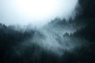 forest with fog, forest, mist HD wallpaper