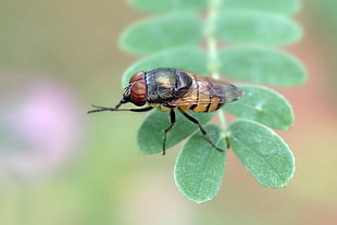 macro photography of common house fly perched on green plant, blowfly