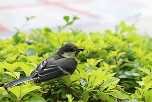 macro shot photography of black gray and white bird on green leaves