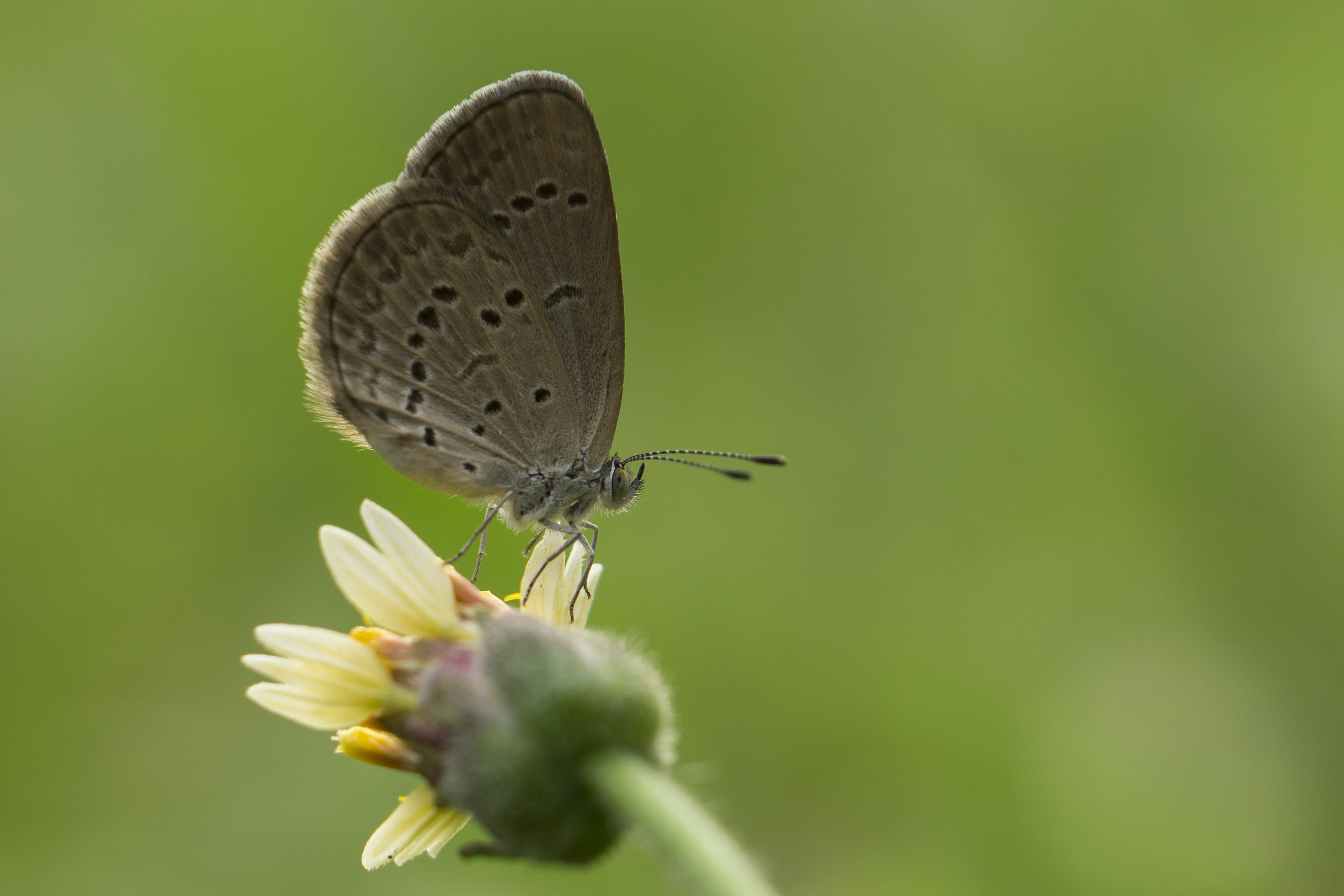 macro photography of gray and black butterfly perched on yellow petaled flower, grass, tiny