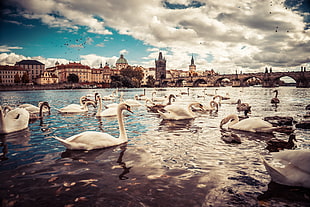 white swan, geese, water, bridge, Prague HD wallpaper