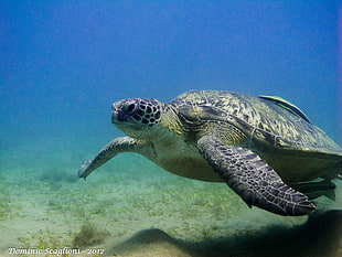 gray sea turtle HD wallpaper