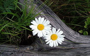 two white Daisy flower