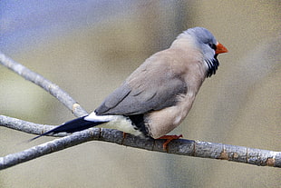 grey bird perched on tree close-up photo