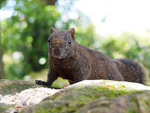 selective focus photography of black squirrel on ground