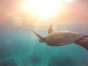 hawks bill turtle swimming in the ocean HD wallpaper