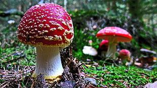 selective focus photography of red mushroom HD wallpaper