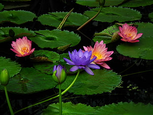 blue and red water lily in bloom