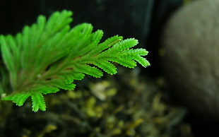 close-up photograph of green fern plant