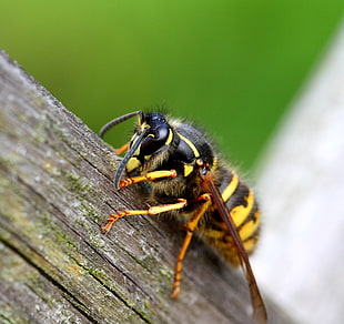 macro photography of Yellow Jacket Wasp on brown branch HD wallpaper