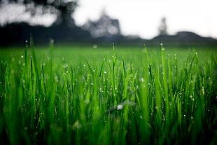 Shallow Focus Photography of Green Grasses during Daytime HD wallpaper