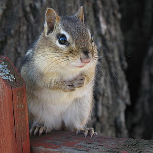 gray squirrel, chipmunk HD wallpaper
