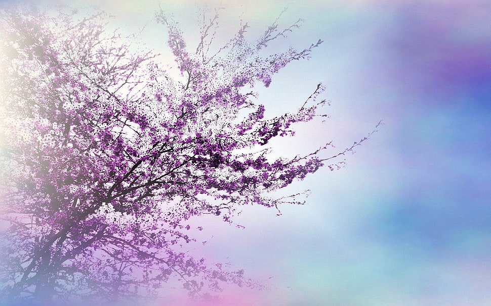 purple leaf tree HD wallpaper