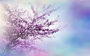 purple leaf tree