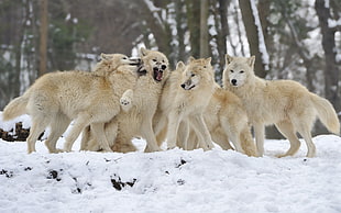 pack of Wolves at daytime HD wallpaper