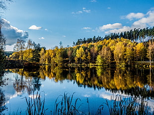 photo of green and yellow trees near body of water under cumulus clouds and clear calm sky
