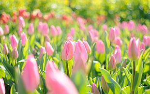 pink tulip flower in shallow focus photography
