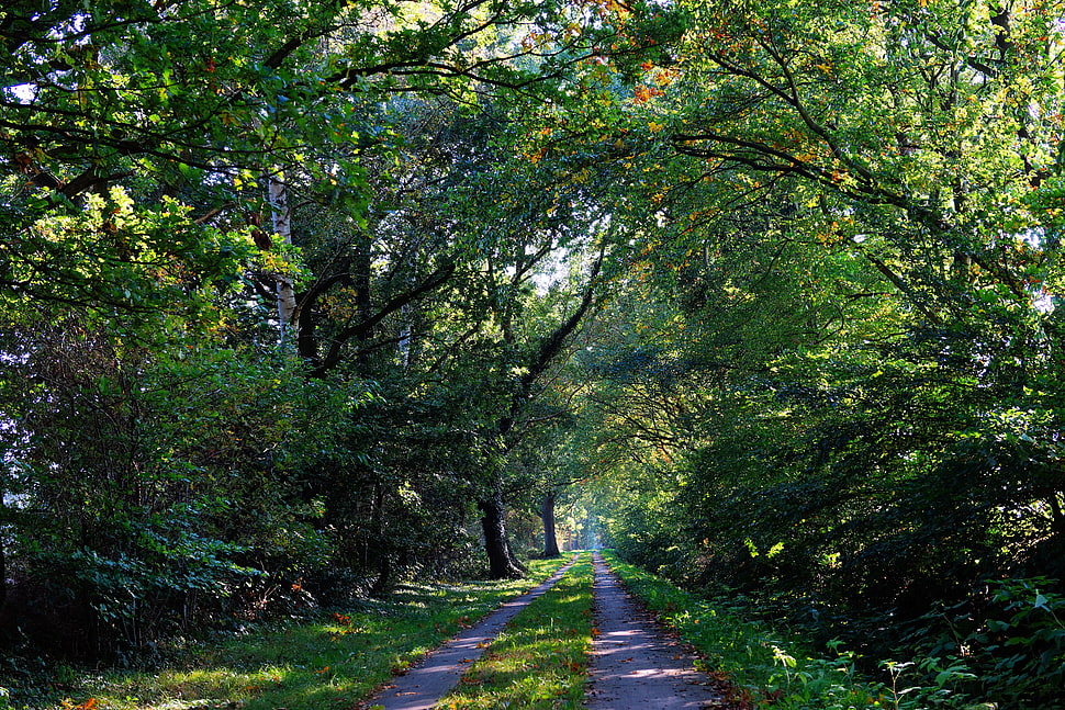 green leaf trees during daytime HD wallpaper
