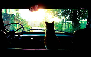 silhouette of cat inside vehicle, cat, trees, car, sun rays