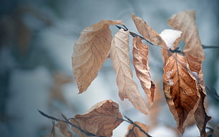 brown dried leaves, leaves, plants, winter HD wallpaper