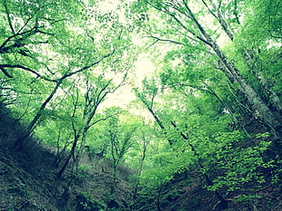 green leafed trees under blue sky HD wallpaper