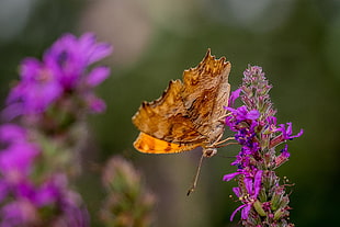 focused photo of brown butterfly, polygonia HD wallpaper