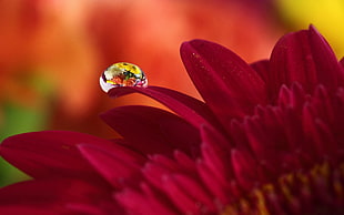 macro photography of water droplet on red chrysanthemum
