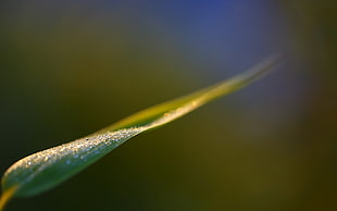 green leaf plant in close-up photo