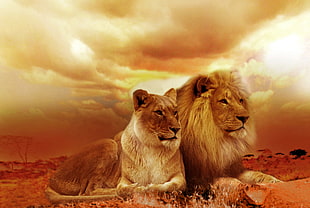 Lion and Lioness photography
