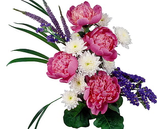 white, pink and purple petaled flowers