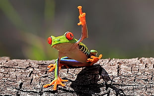 green and orange frog, middle finger, frog, amphibian, Red-Eyed Tree Frogs HD wallpaper