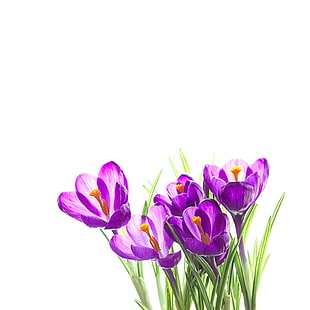 closeup photography of purple petaled flowers with white background, crocus HD wallpaper