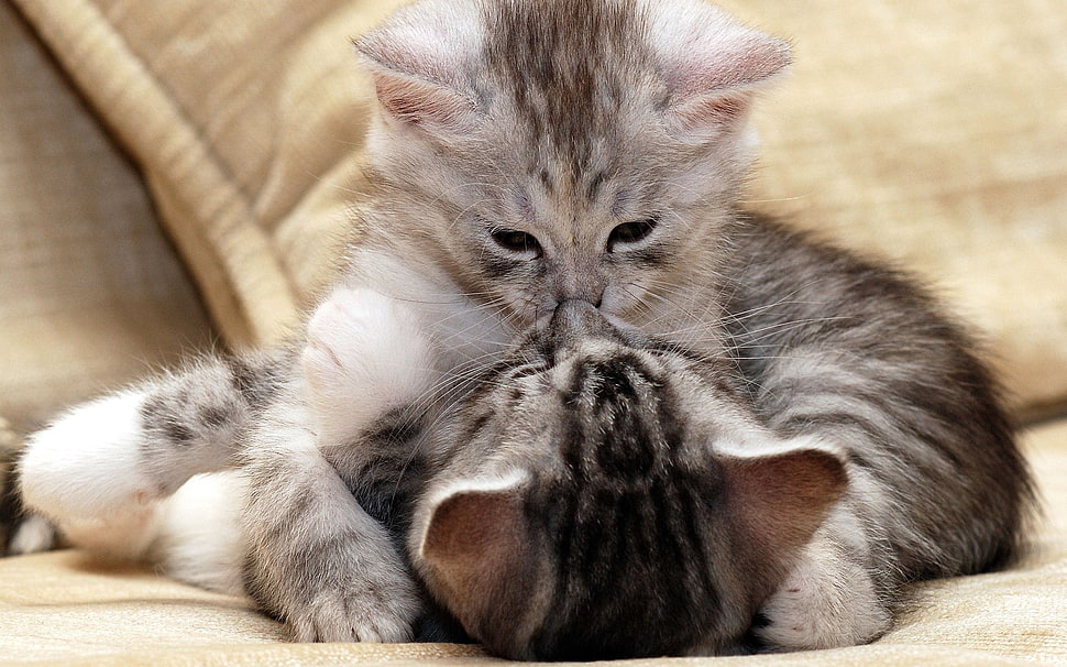 two gray tabby kittens, cat, animals, hugging, kittens HD wallpaper