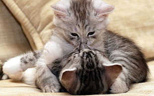 two gray tabby kittens, cat, animals, hugging, kittens HD wallpaper