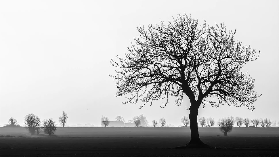 grayscale photography of tree HD wallpaper
