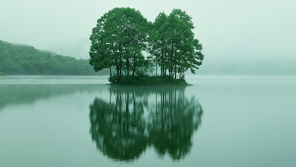 green and white leaf plant, lake, trees HD wallpaper