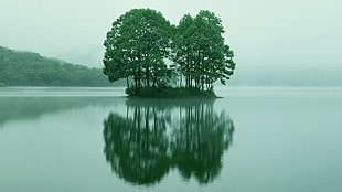 green and white leaf plant, lake, trees