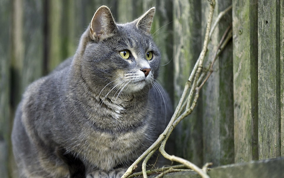 black tabby cat HD wallpaper
