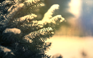 green leave plant coated with snow during daytime