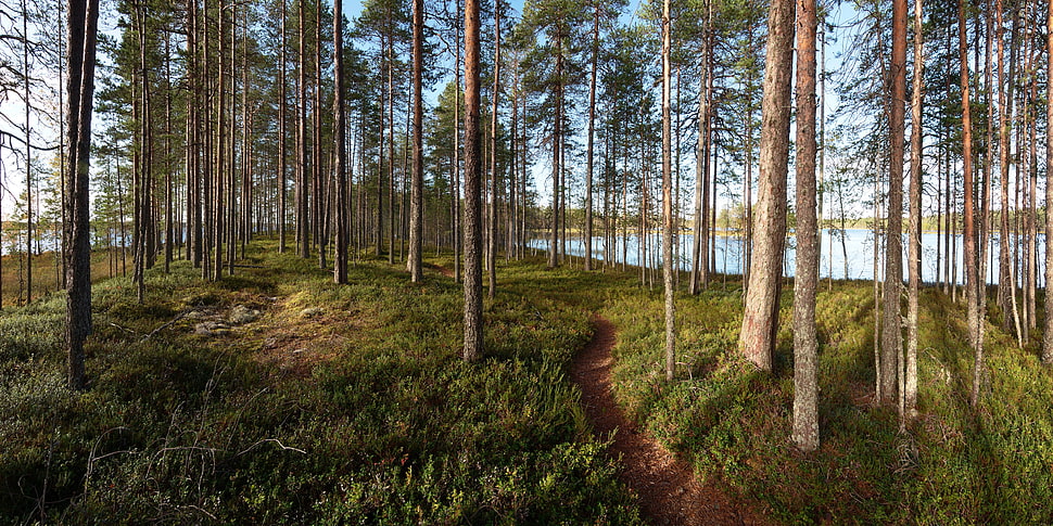 green leafed trees, landscape, forest, path, dirt road HD wallpaper