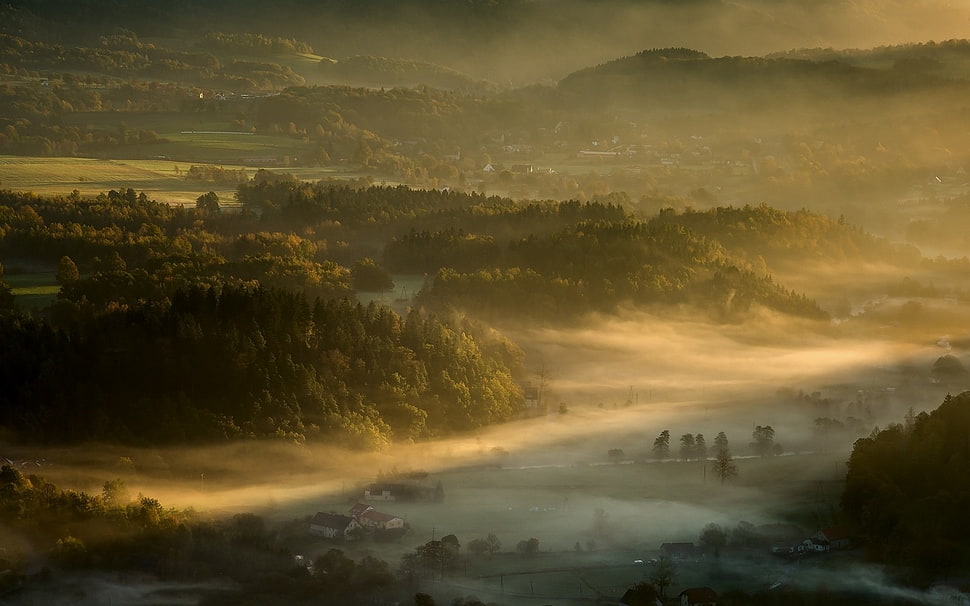 tree covered mountain, nature, landscape, mist, valley HD wallpaper