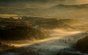 tree covered mountain, nature, landscape, mist, valley