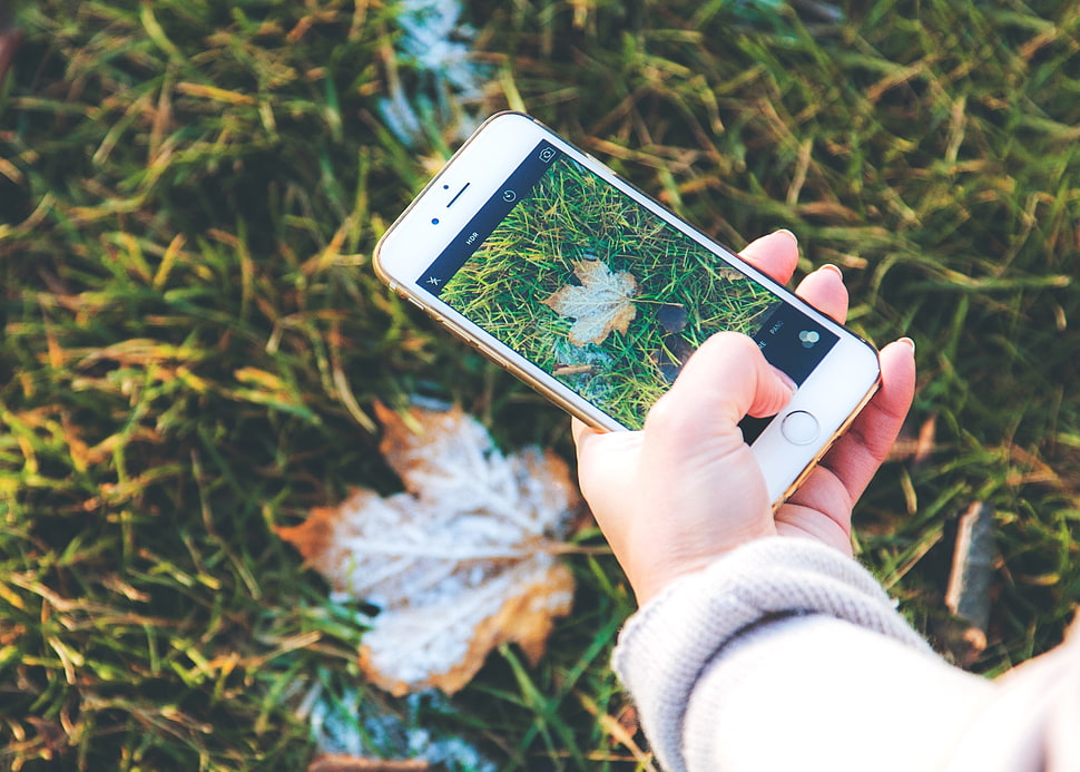 person holding rose gold iPhone 6s taking picture of brown leaf HD wallpaper