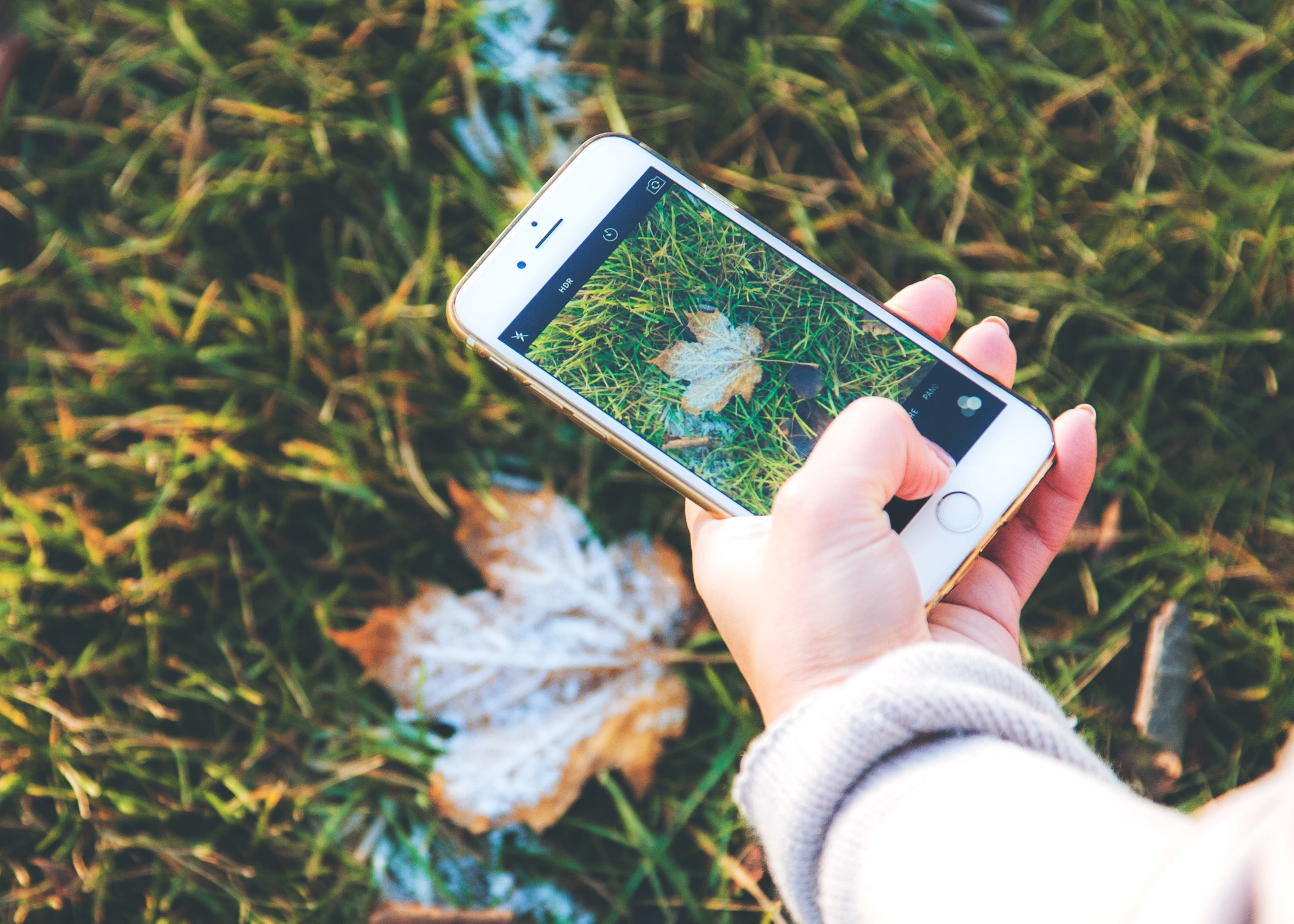 person holding rose gold iPhone 6s taking picture of brown leaf