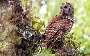 brown and white owl on tree branch during daytime