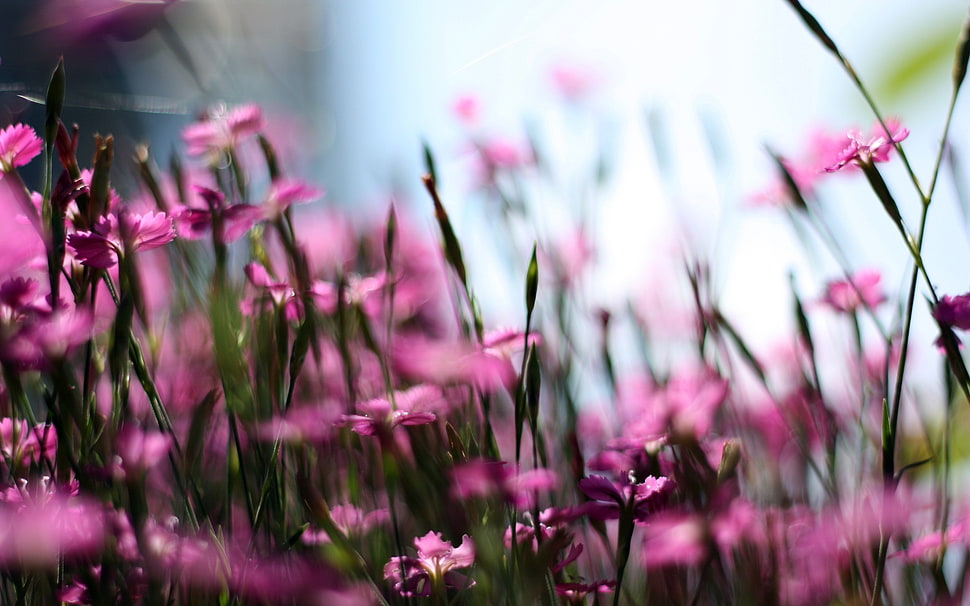 pink flowers with green grass during day time HD wallpaper
